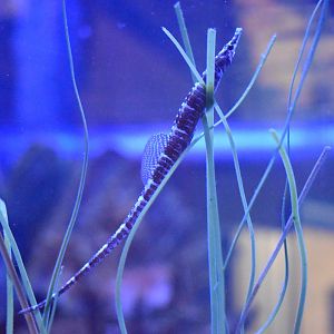 Pipefish I.D.?