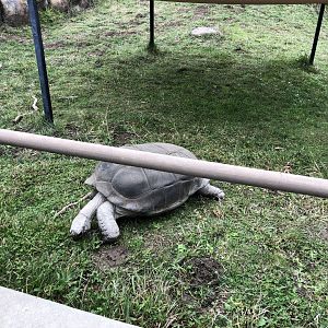 Aldabra tortoise
