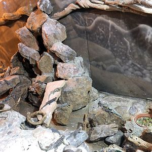 North American desert terrarium