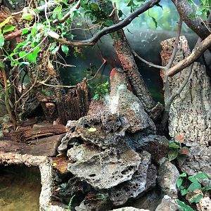 South American rainforest terrarium