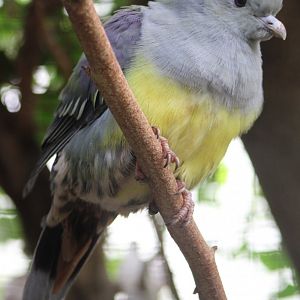 Yellow-bellied green pigeon