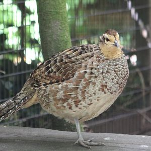 Reeve's pheasant