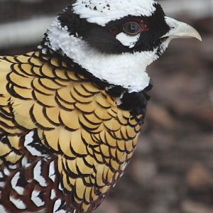 Reeve's pheasant