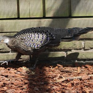 Grey peacock-pheasant