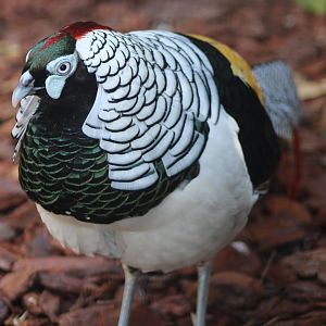 Lady Amherst pheasant