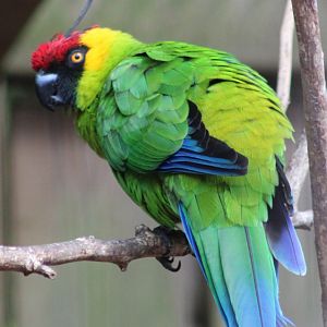 Horned parakeet
