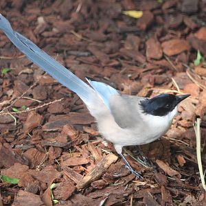 Azure-winged magpie