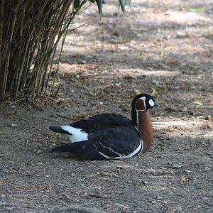 Red-breasted goose