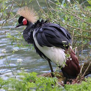 Crowned crane