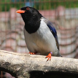 Red-billed blue magpie