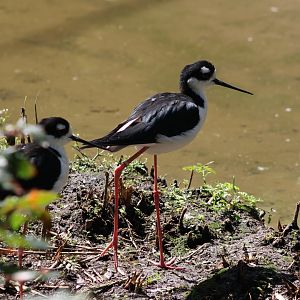 Black-necked stilts
