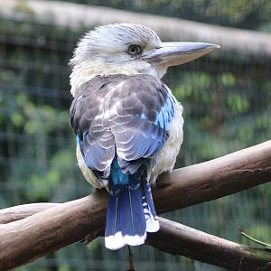 Blue-winged kookaburra