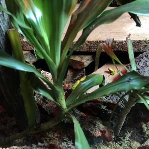 Madagascar terrarium