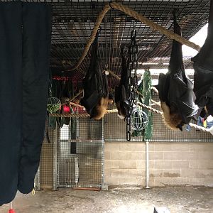 Indoor fruit bat exhibit