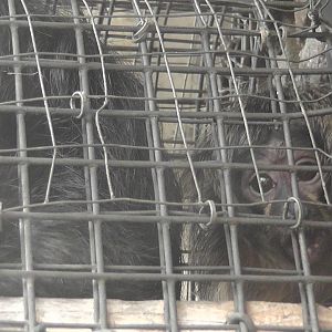 Baby White faced Saki monkey