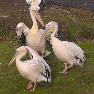Great White Pelicans