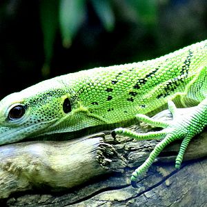 Emerald monitor; London Zoo; 6th January 2020