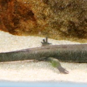 Sardinian brook salamander; London Zoo; 6th January 2020