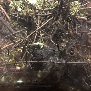 Black beauty walking stick exhibit