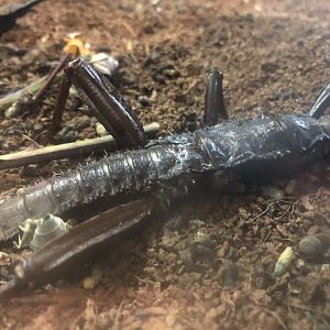 Giant thorny walking stick