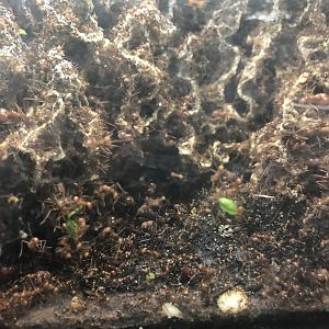 Leafcutter ants (Atta cephalotes)