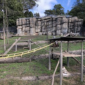 Hamadryas baboon exhibit
