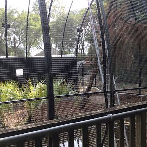 New South American Aviary (Opening Summer 2020)