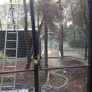 New South American Aviary (Opening Summer 2020)