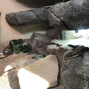 Sudan plated lizard/ Pancake tortoise exhibit