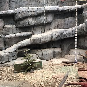 Black throated monitor exhibit