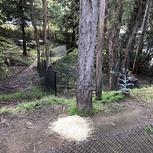 Spotted hyena exhibit