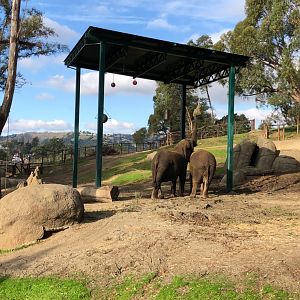 African elephant exhibit