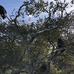 Californian condors