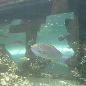 Yellowfin Tang (Acanthurus xanthopterus) - SEA LIFE Sydney