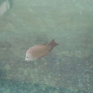 Slingjaw Wrasse (Epibulus insidiator) - SEA LIFE Sydney