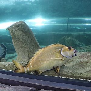 Red Morwong (Cheilodactylus fuscus) - SEA LIFE Sydney
