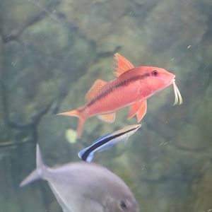Blue-striped Goatfish (Upeneichthys lineatus) - SEA LIFE Sydney
