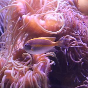 Bellus Angelfish (Genicanthus bellus)- SEA LIFE Sydney