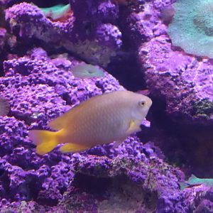 Lemon Damselfish (Pomacentrus moluccensis) - SEA LIFE Sydney