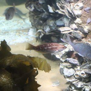 Fish IDs- SEA LIFE Sydney