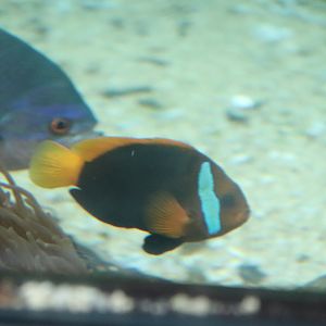 Cinnamon Clownfish (Amphiprion melanopus) - SEA LIFE Sydney