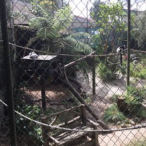 Black and White Ruffed Lemur Exhibit