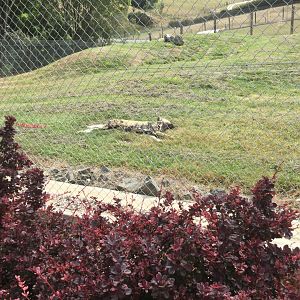 African Wild Dog Exhibit (Savannah Exhibit)