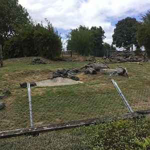 African Wild Dog Exhibit (Main Exhibit)