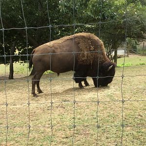 North America Bison