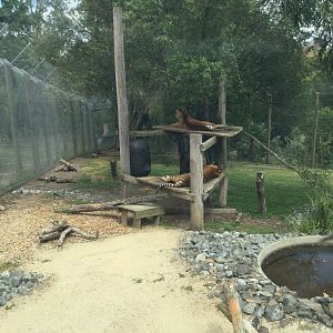 Sumatran Tiger Exhibit (Small Exhibit)