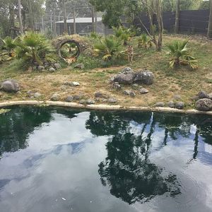 Sumatran Tiger Exhibit (Main Exhibit)