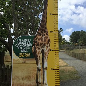 New Giraffe Signage
