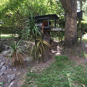 Nepalese Red Panda Exhibit