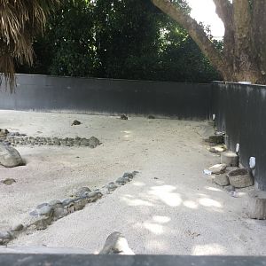 Slender-tailed Meerkat Exhibit